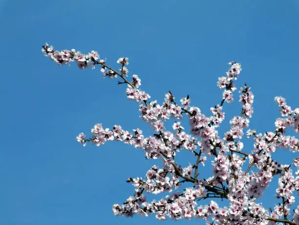 almond tree branch with pink blossoming flowers under clear blue sky. spring freshness outdoors and beauty in nature concept. fruit production and agriculture theme.