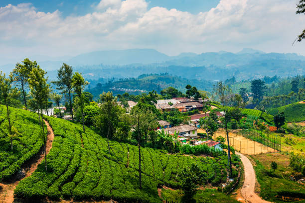 plantation de thé pittoresque dans les hautes terres du sri lanka - nuwara eliya photos et images de collection