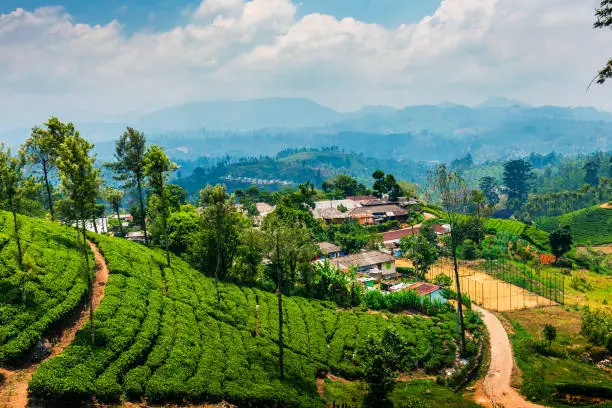 Photo of Scenic tea plantation in Sri Lanka highlands