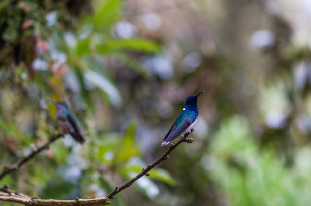 istock Blue Hummingbird (Trochilidae) sitting on a branch 1142428068