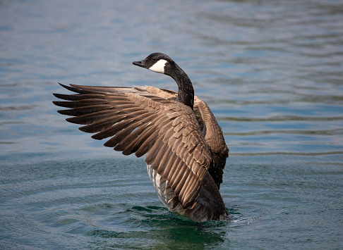 Solitary Canada Goose its wing in the Spring sunshine on a UK lake
