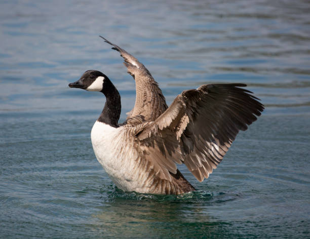istock Canada Goose stretching its wings in a lake in the spring sunshine ( Branta canadensis) 1142428306