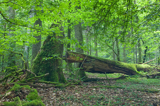 istock Big old oak and dead wood 114242955