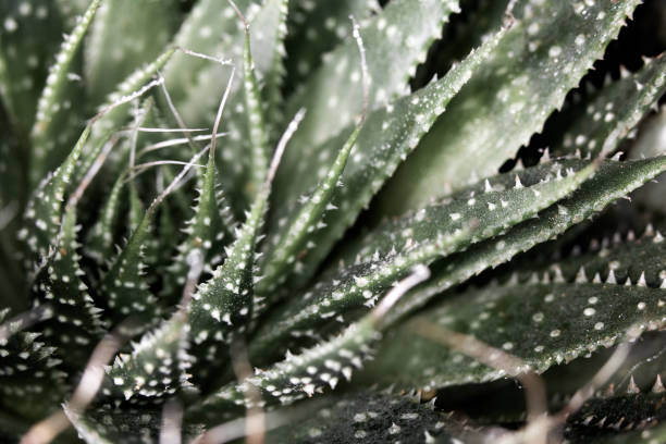 istock Close Up of Cactus Succulent Plant Macro Abstract 1142431073