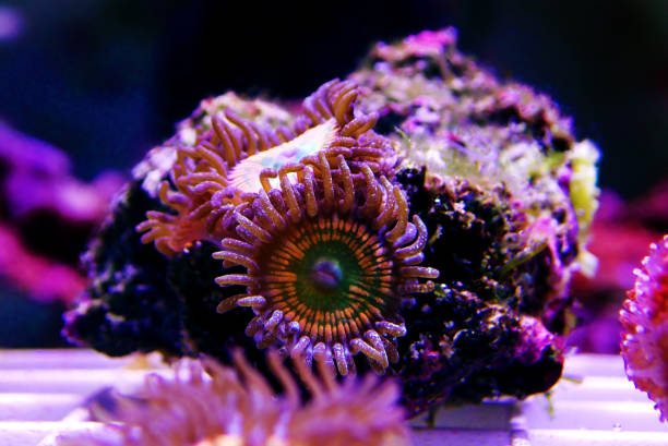 istock Sunny D - expensive zoanthus polyps from Caribbean sea 1142431332
