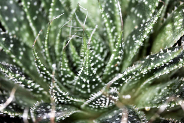 istock Close Up of Cactus Succulent Plant Macro Abstract 1142431580