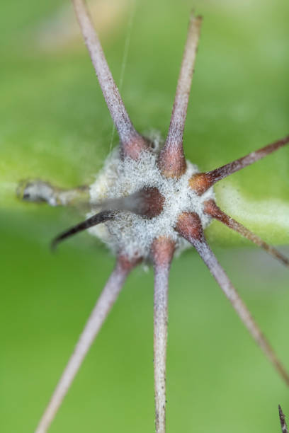 istock Close Up of Cactus Succulent Plant Macro Abstract 1142432685