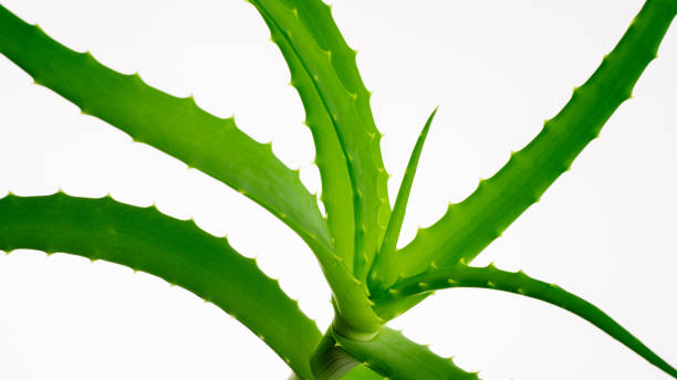 istock Aloe vera plant isolated on white. 1142432882