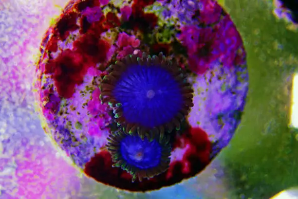 Blue Smurf polyps - expensive zoanthus polyps from Caribbean sea