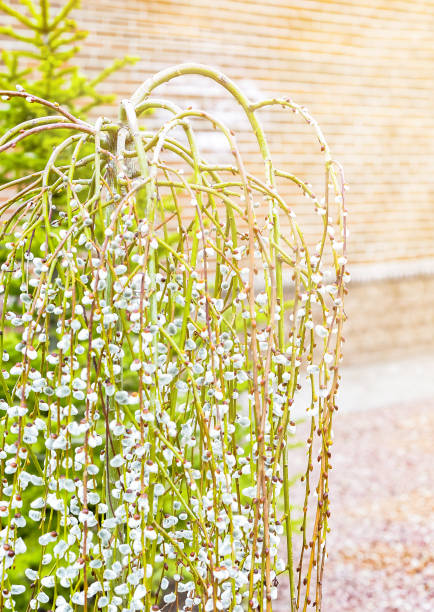 istock Pussy willow branches with catkins. Blooming spring flowers. 1142433008