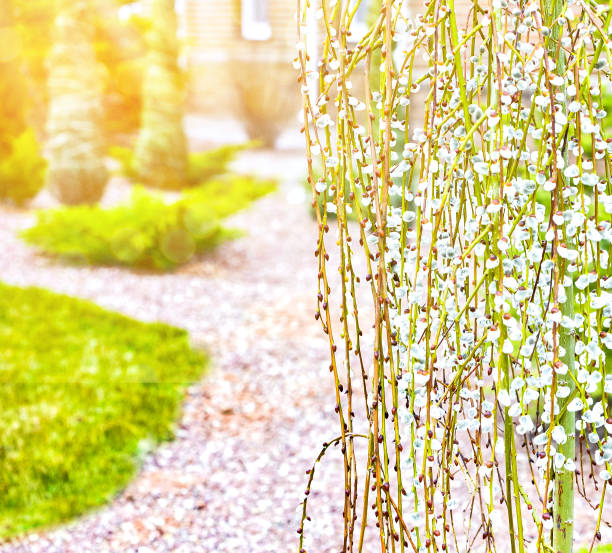 Pussy willow twigs with catkins on a defocused background with beautiful  lights bokeh.