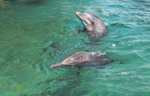 istock two swimming dolphins in the israel city eilat 1142433929