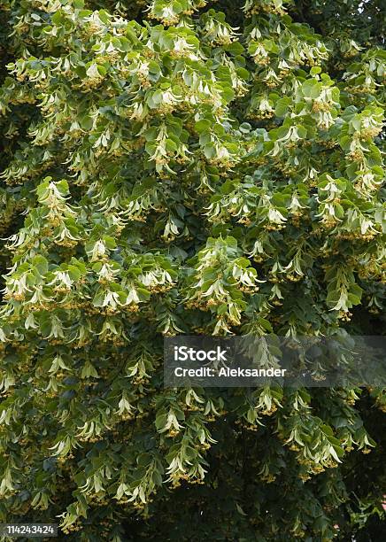 Albero Fiorito Linden - Fotografie stock e altre immagini di Albero - Albero, Composizione verticale, Farmaco