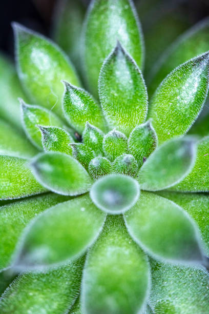 istock Close Up of Cactus Succulent Plant Macro Abstract 1142434267