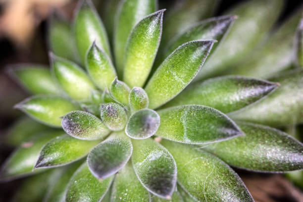 istock Close Up of Cactus Succulent Plant Macro Abstract 1142434412