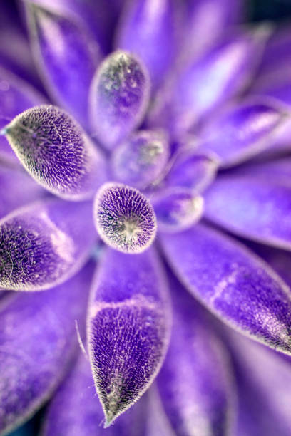 istock Close Up of Cactus Succulent Plant Macro Abstract 1142434487