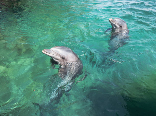 istock two swimming dolphins in the israel city eilat 1142434509