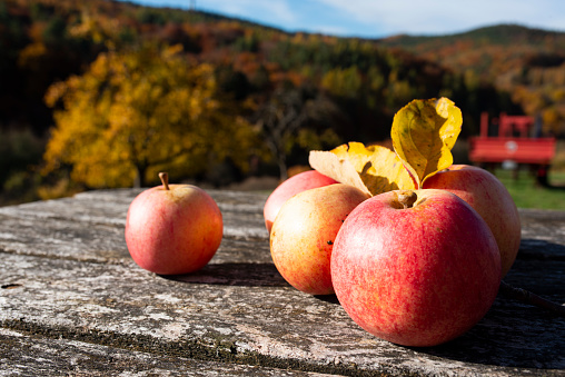 Red apples on old wood in autumn landscape