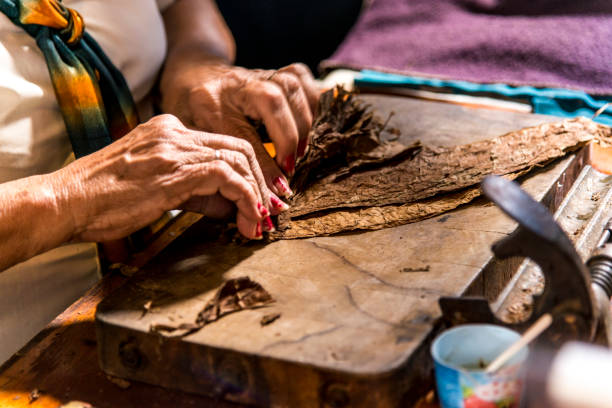woman making cigar - trinidad - cuba - charuto imagens e fotografias de stock