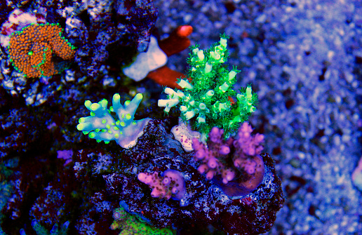 Acropora SPS frags in coral reef aquarium tank