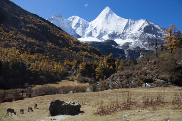 Yading Nation Park Mountain landscape,Snow Mountain in daocheng yading,Sichuan,China blue sheep photos stock pictures, royalty-free photos & images