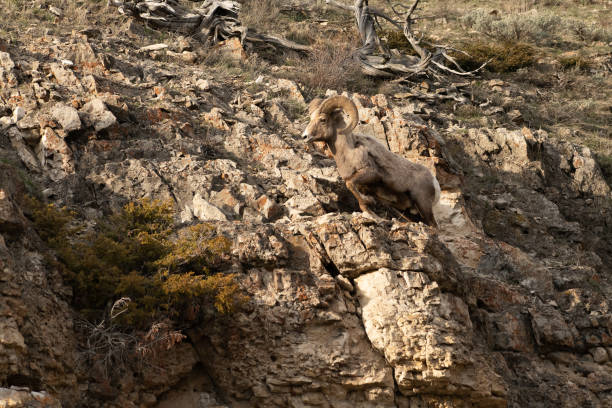 Big Horn ram active with other rams in Yellowstone, USA. Running, jumping, leaping, challenging and butting each other.