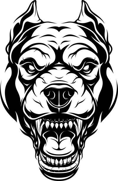Angry Pitbull Illustrations, Royalty-Free Vector Graphics & Clip Art -  iStock