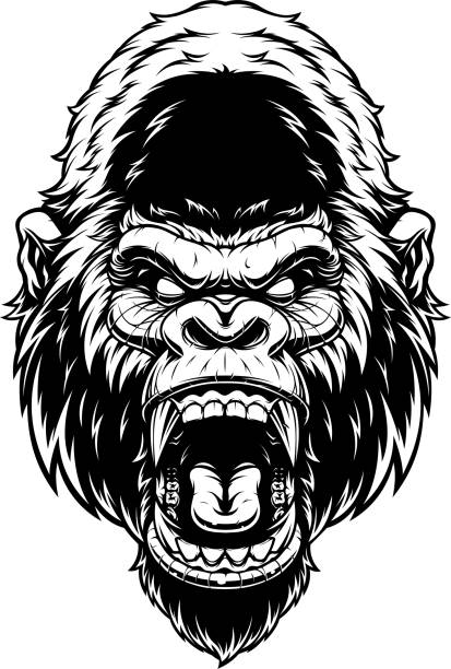 Head of fierce gorilla Vector illustration, ferocious gorilla's head screaming, black contour on white background. angry monkey stock illustrations