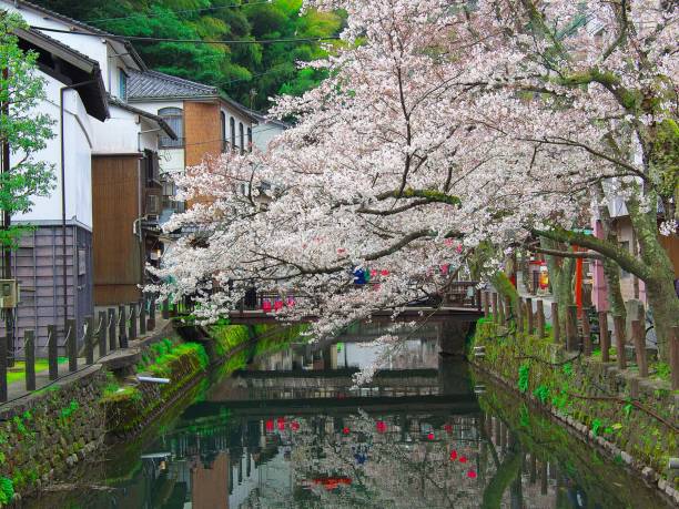 istock Japanese landscape644 Cherry Blossoms 1142438819