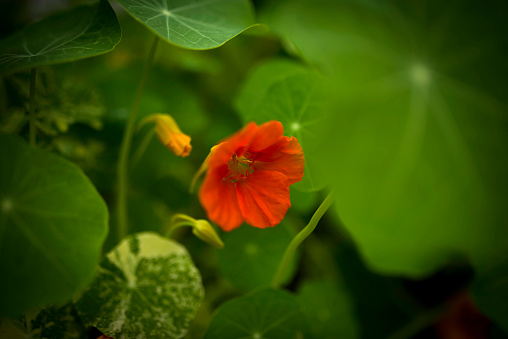 Nasturtium, Plant, Flower, Beauty In Nature, Blossom