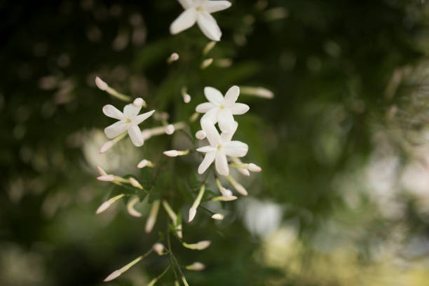 Jasmine