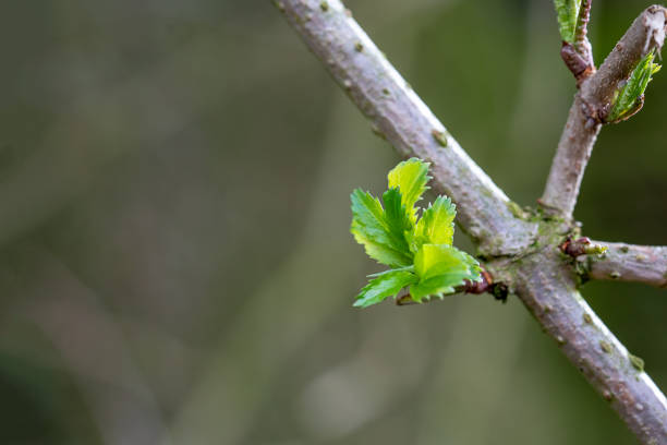 A green offspring on the branch, which grows diagonally from the bottom right to the top left