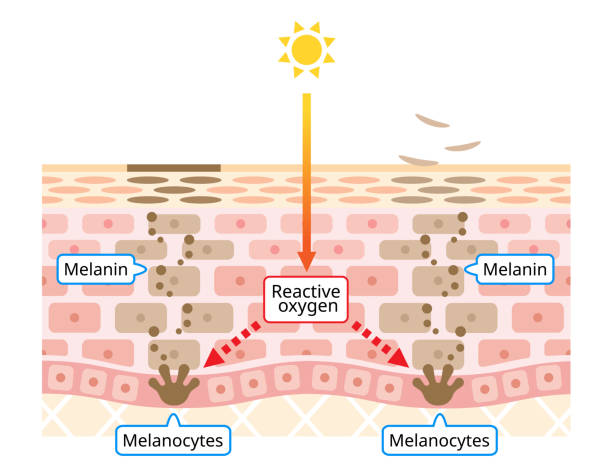 механизм иллюстрации оборота клеток кожи. меланин и меланоциты с слоем кожи человека. красота и концепция ухода за кожей - melanocyte stock illustrations