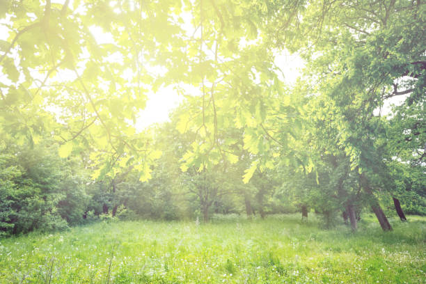 istock beautiful fresh spring oak forest in a sunlight 1142441187