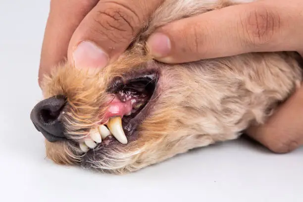 Vet showing pet dog teeth coated with plaque and tar tar. Pet oral care.