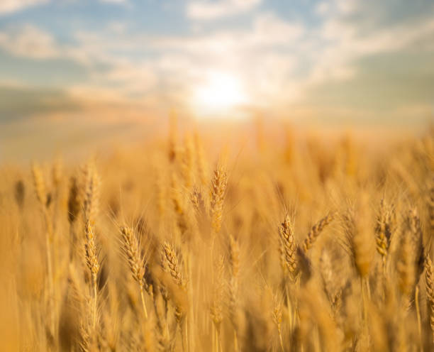 istock summer wheat field at the sunset, agriculture background 1142441427
