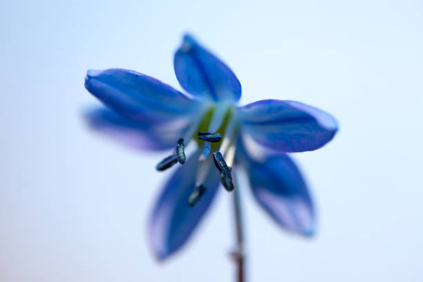 istock closeup blue snowdrop flower isolated on a white background 1142441514