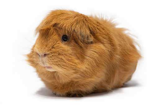 Stock photo showing close-up view of a short haired American tricoloured guinea pig (Cavia porcellus) sat in a rectangular tray full of grass.