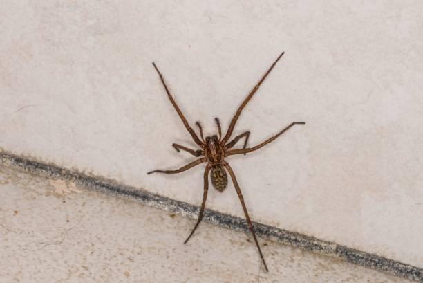 istock Huge fat spider in a cellar, Germany 1142443712