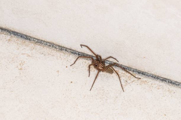 istock Huge fat spider in a cellar, Germany 1142443727