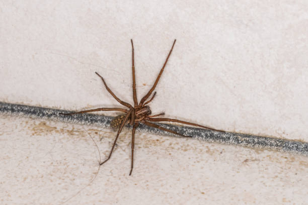 istock Huge fat spider in a cellar, Germany 1142443794