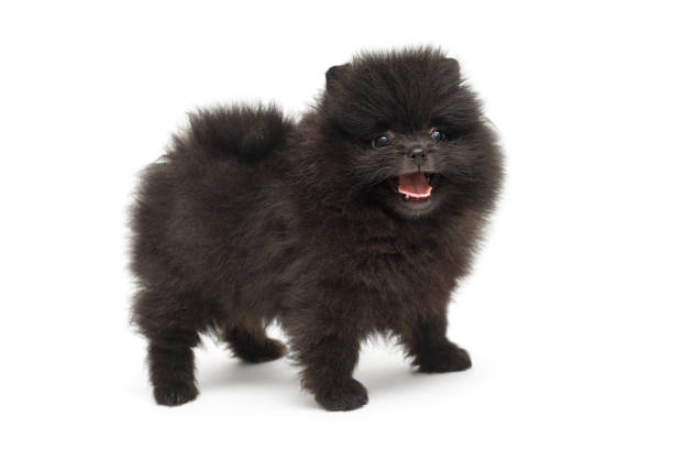 Little Pomeranian puppy stock photo