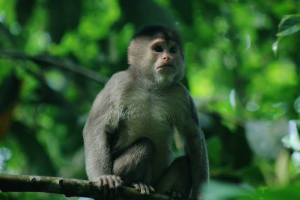 дикая обезьяна капуцинов, cebus albifrons, на ветке, смотрящая на расстоянии - brown capuchin monkey стоковые фото и изображения