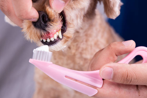 istock Vet brushing pet dog teeth coated with plaque with toothpaste 1142445208