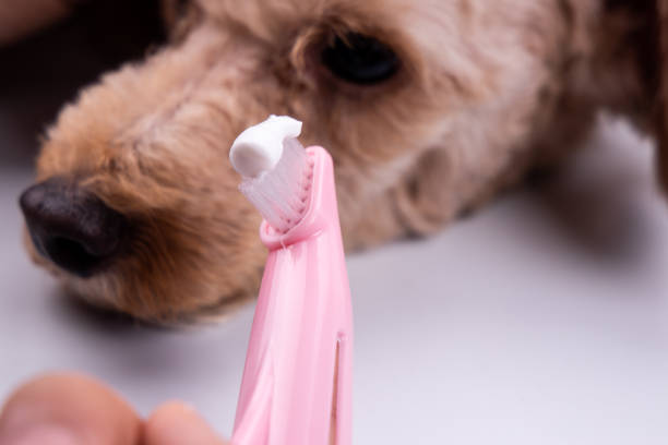 istock Vet holding toothbrush with toothpaste with pet dog in background 1142445239