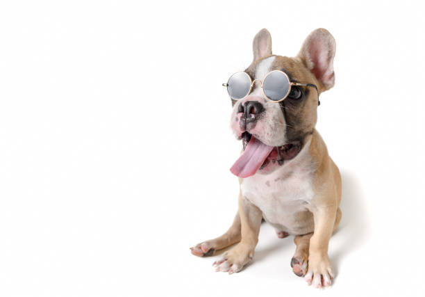 mignon français bulldog porter des lunettes de soleil d’isolement - pets table animal cheerful photos et images de collection