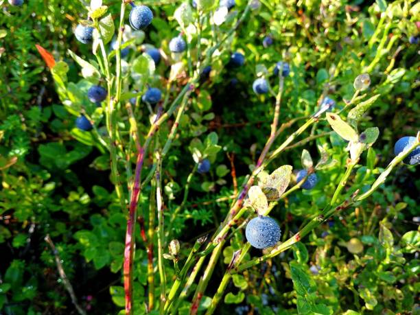 Ripe blueberry with a rain drops in forest