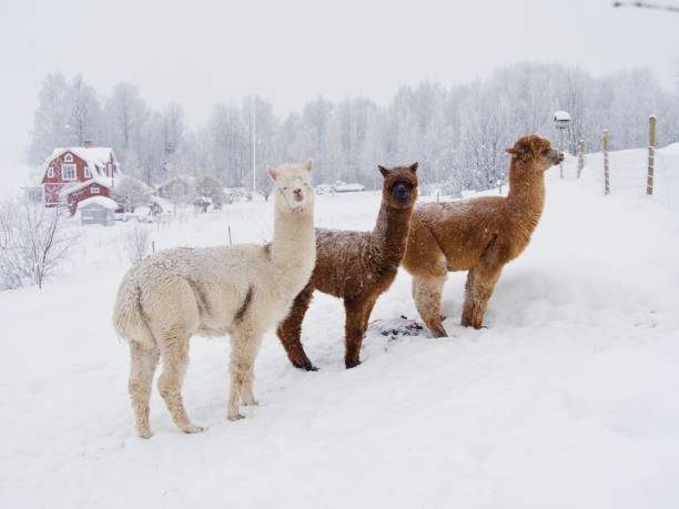 alpaca llama inviernoalpaca llama en invierno en el norte - alpaca fotografías e imágenes de stock