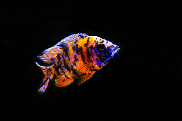 Aulonocara ob african cichlid fish colorful beautiful african cichlid peacock aulonocara fish in aquarium cichlid stock pictures, royalty-free photos & images