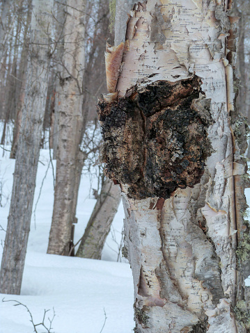 A black color Chaga Mushroom fungus, which is used in alternative therapy and homeopathic medicine for treating cancer, psoriasis, and headaches, due to its high antioxidant properties, growing on a birch tree. Chaga is also a healthy coffee substitute.